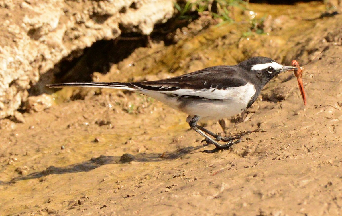 skjæreerle - ML647481108