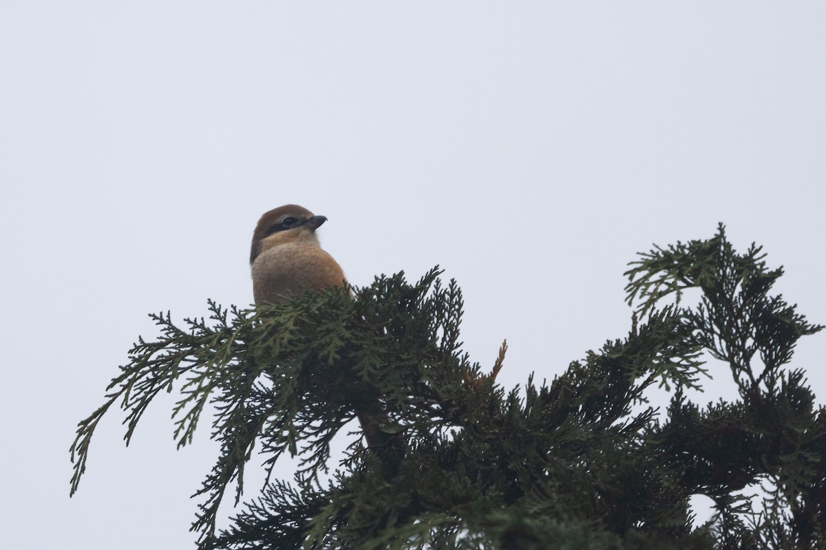 oksevarsler - ML647481114