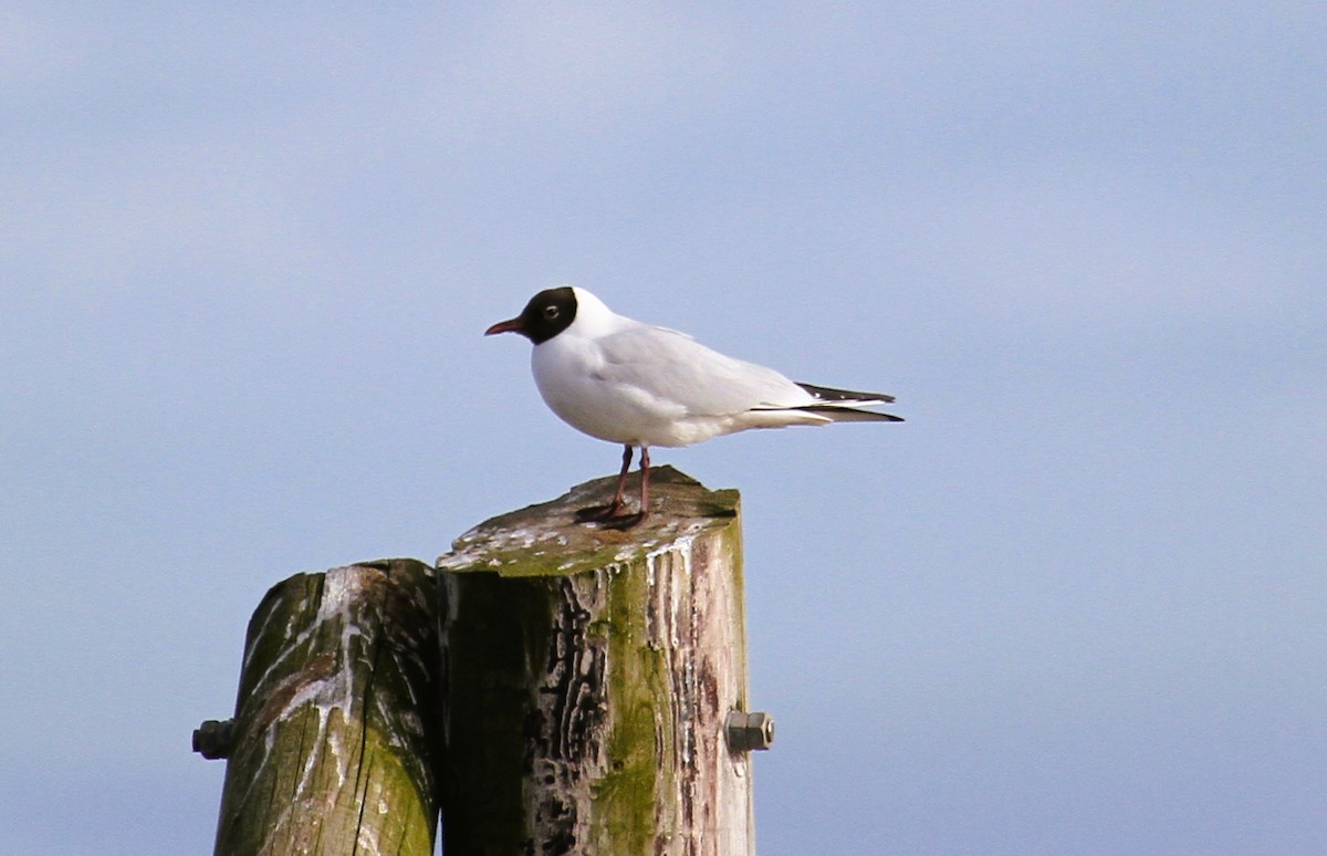 hettemåke - ML647481115