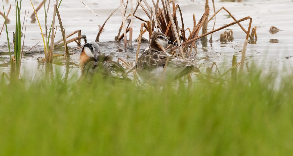 Wilson's Phalarope - ML647481132