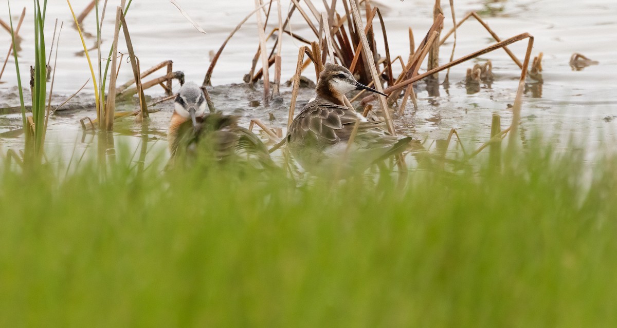 Wilson's Phalarope - ML647481133