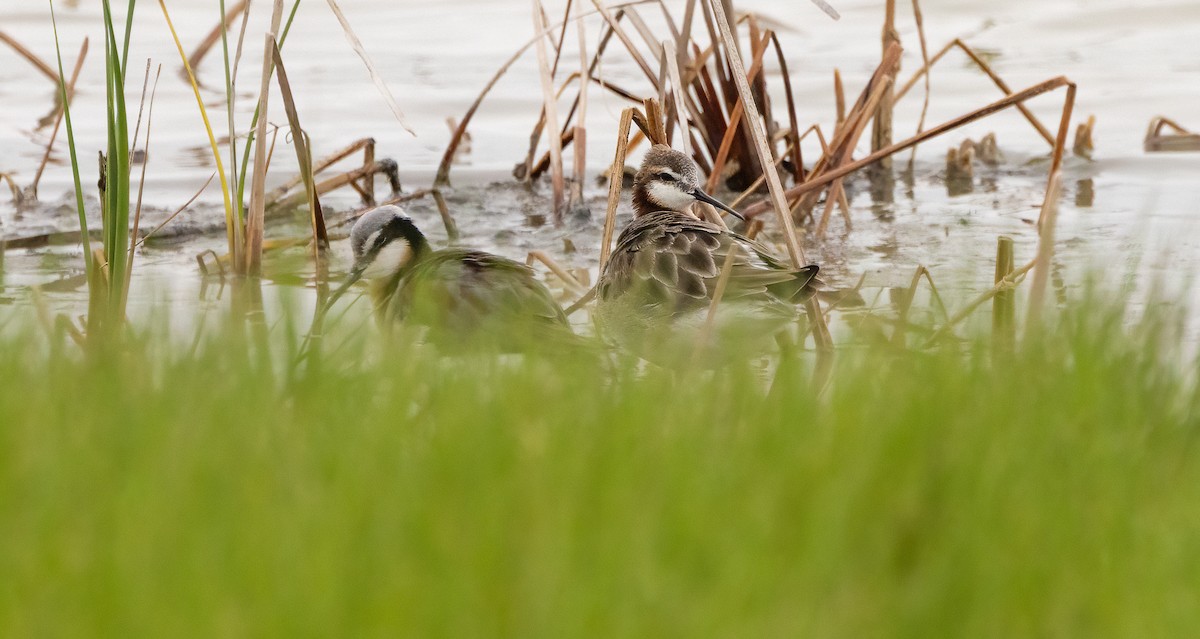 Wilson's Phalarope - ML647481134