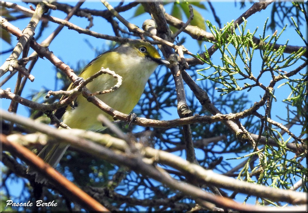White-eyed Vireo - ML647481135
