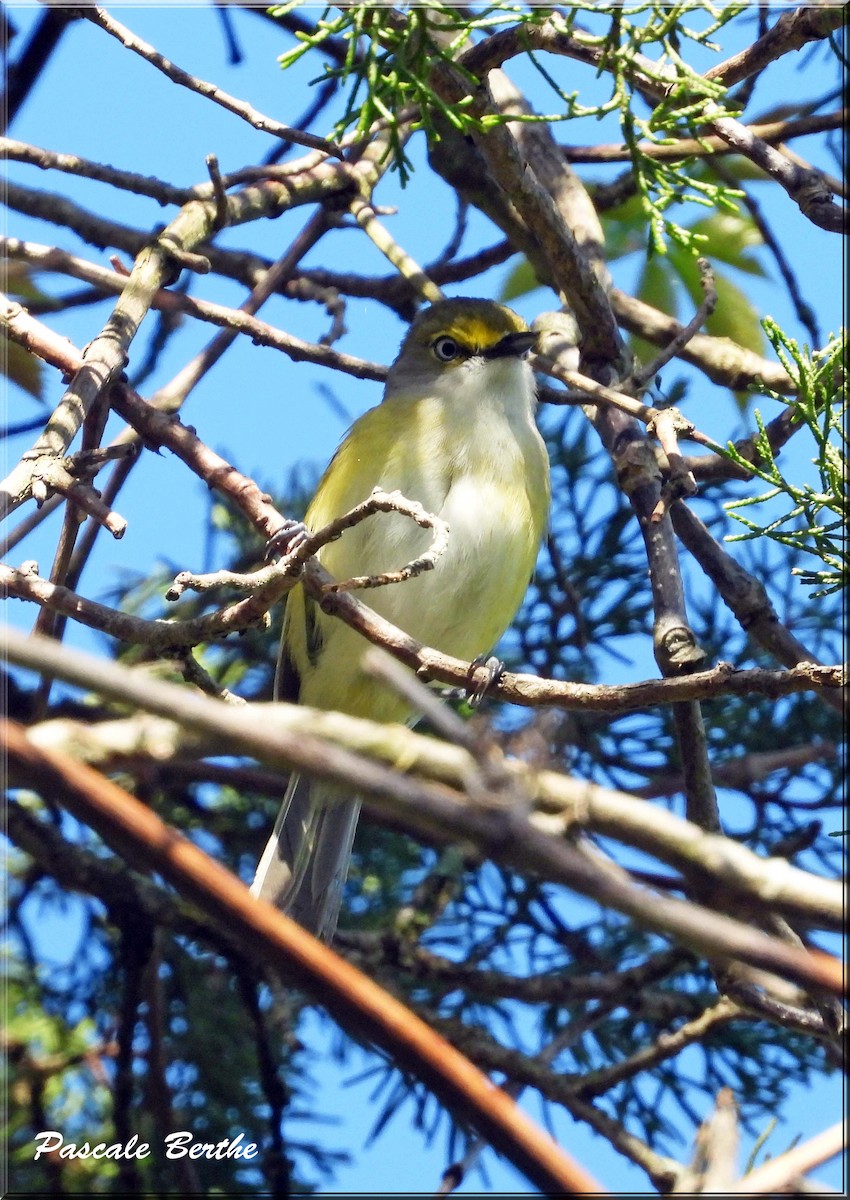 White-eyed Vireo - ML647481136