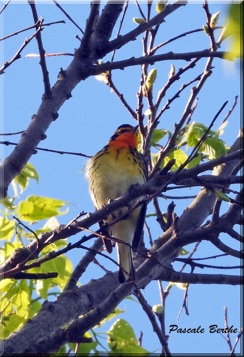 Reinita Gorjinaranja - ML647481151