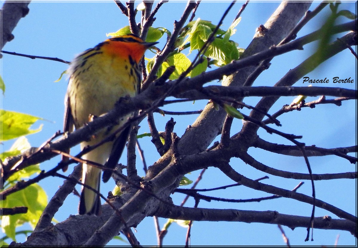 Reinita Gorjinaranja - ML647481154