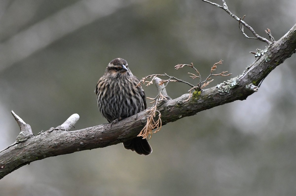 Red-winged Blackbird - ML647481163