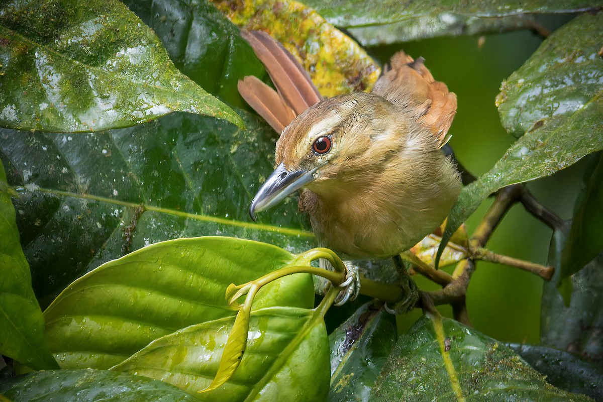 Russet Antshrike - ML647481210
