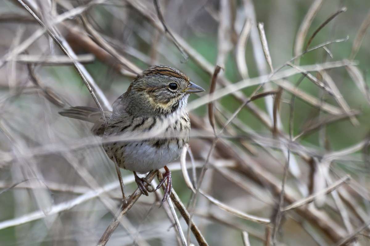Lincoln's Sparrow - ML647481230