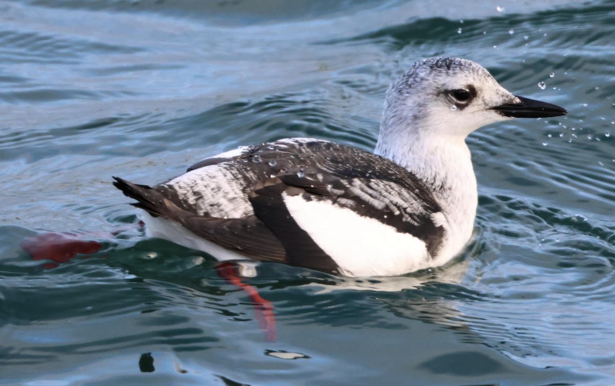 אוריה שחורה - ML647481240