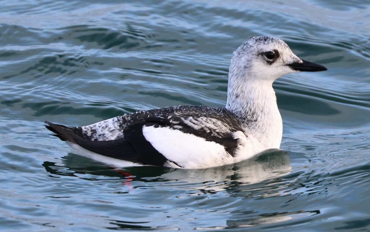 אוריה שחורה - ML647481241