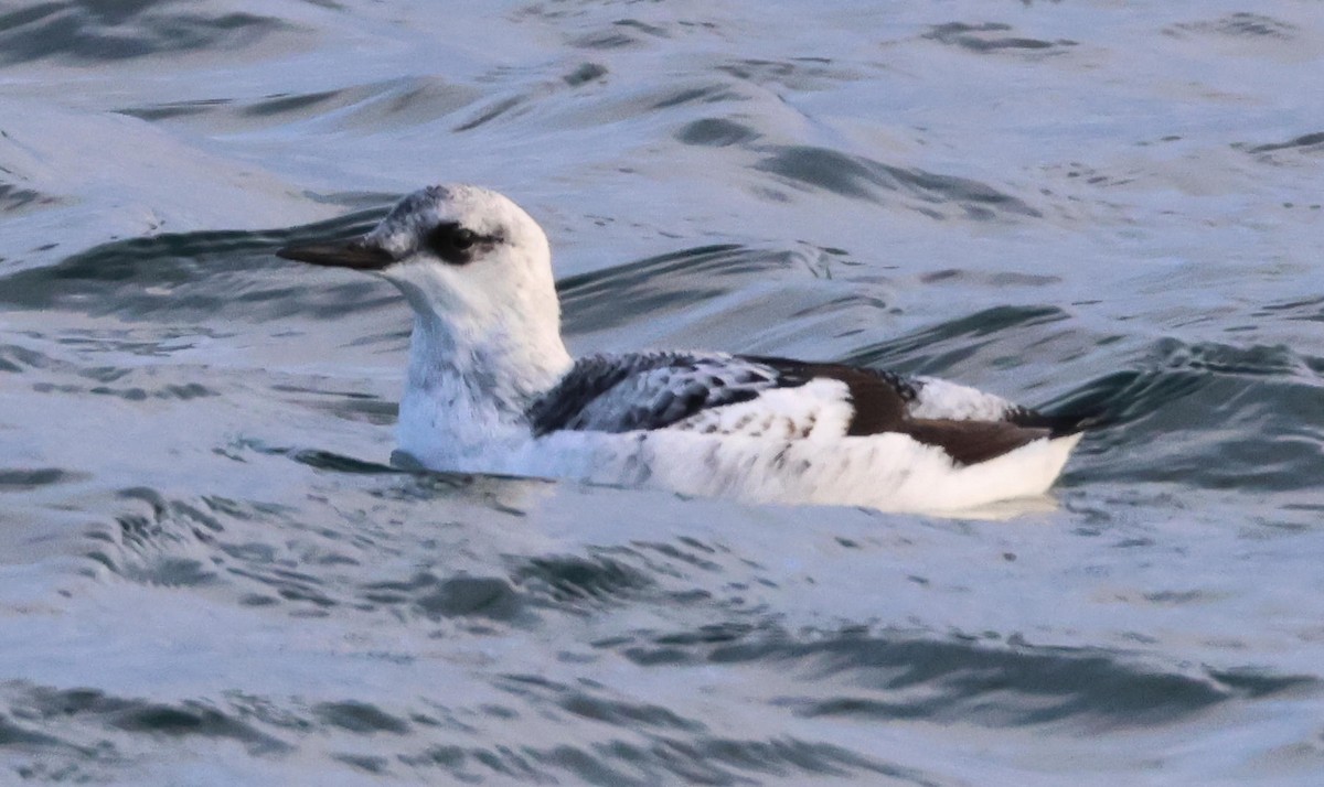 אוריה שחורה - ML647481242