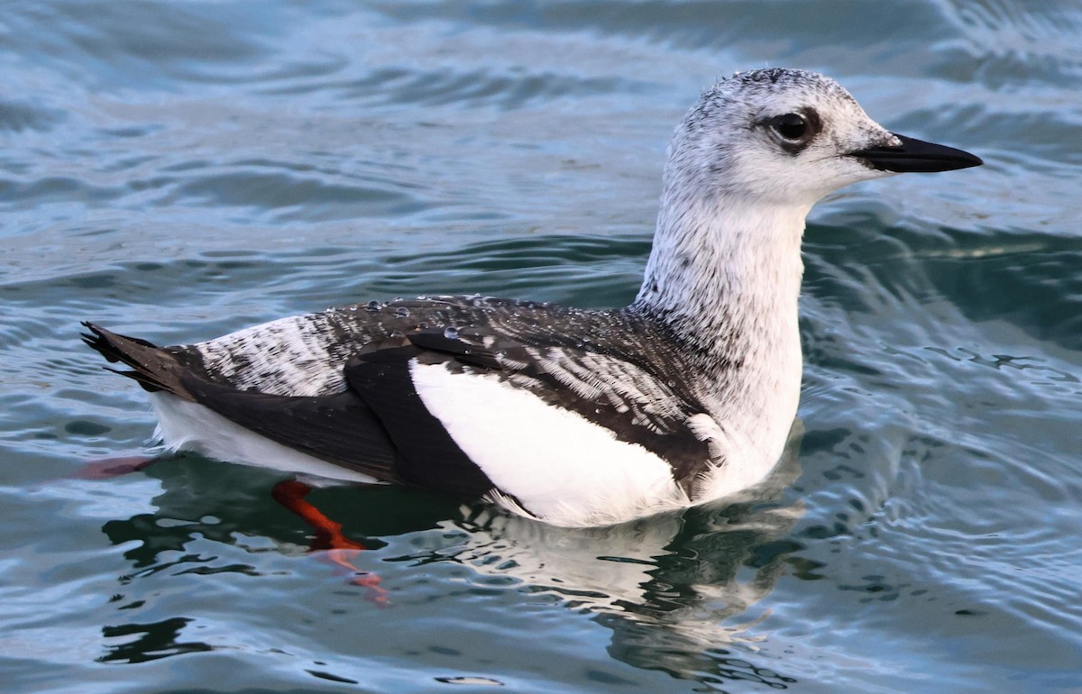 אוריה שחורה - ML647481243