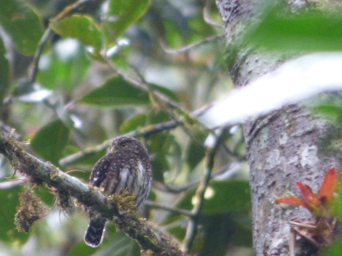 Yungas Pygmy-Owl - ML647481251
