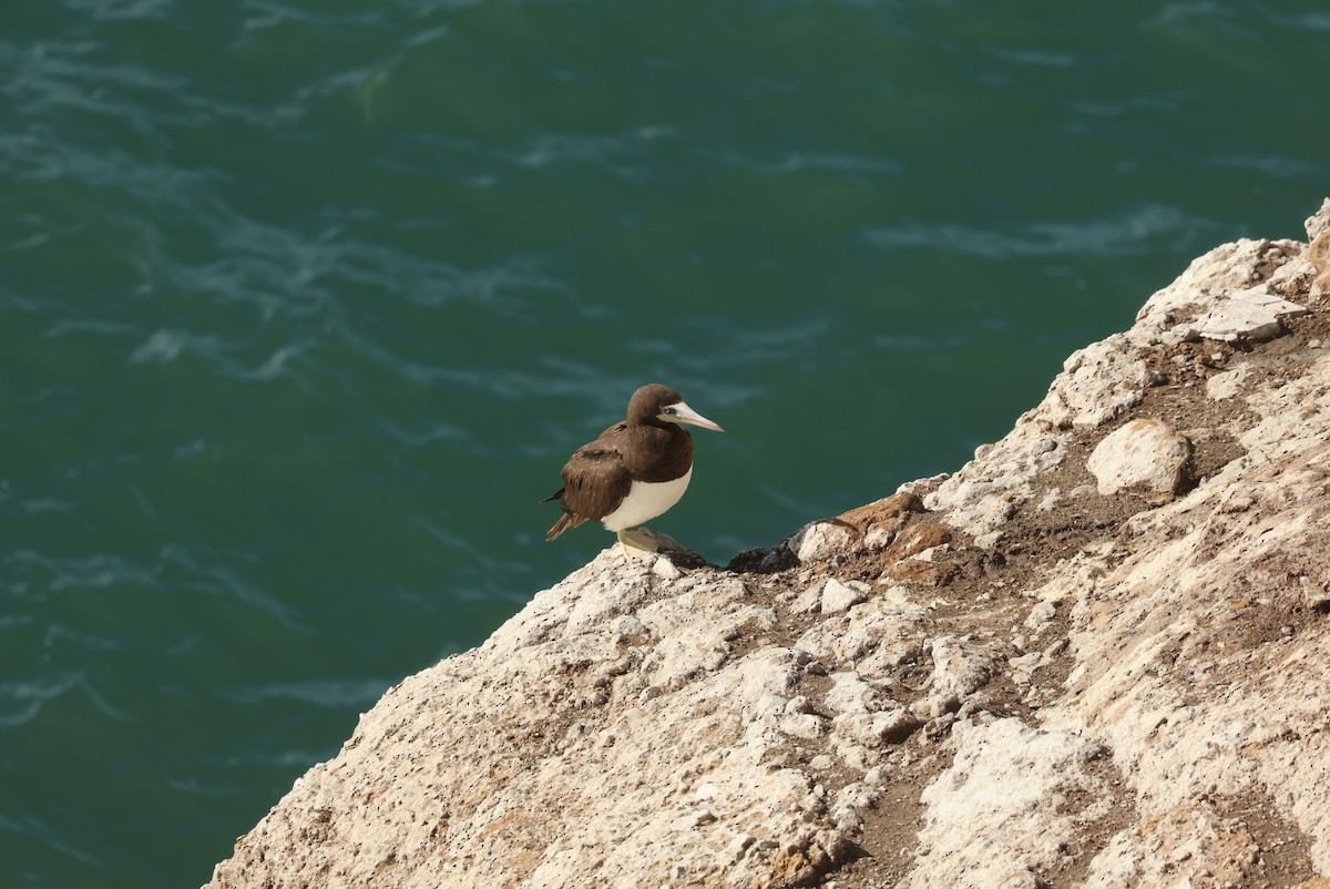 Cocos Booby - ML647481254