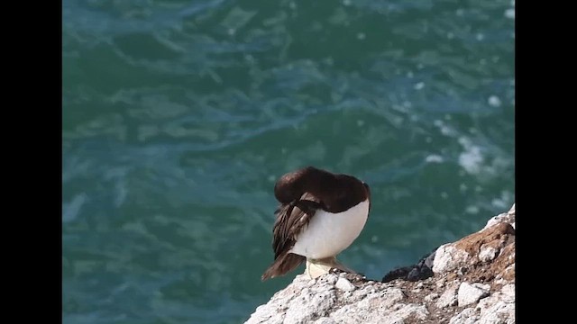 Cocos Booby - ML647481255