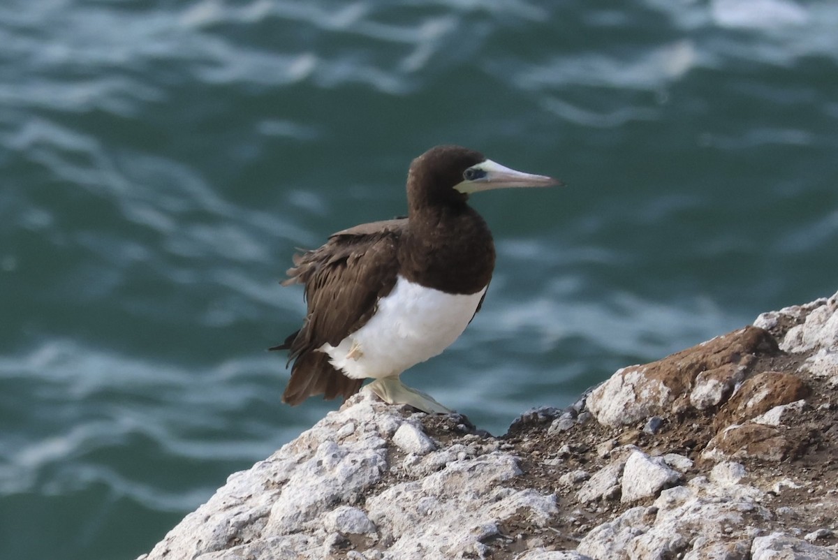 Cocos Booby - ML647481256