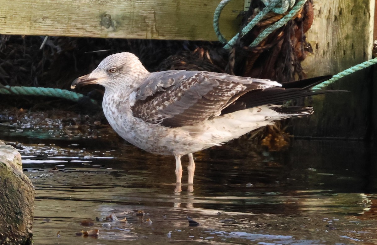 Lesser Black-backed Gull - ML647481265