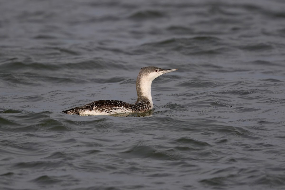 Plongeon catmarin - ML647481314