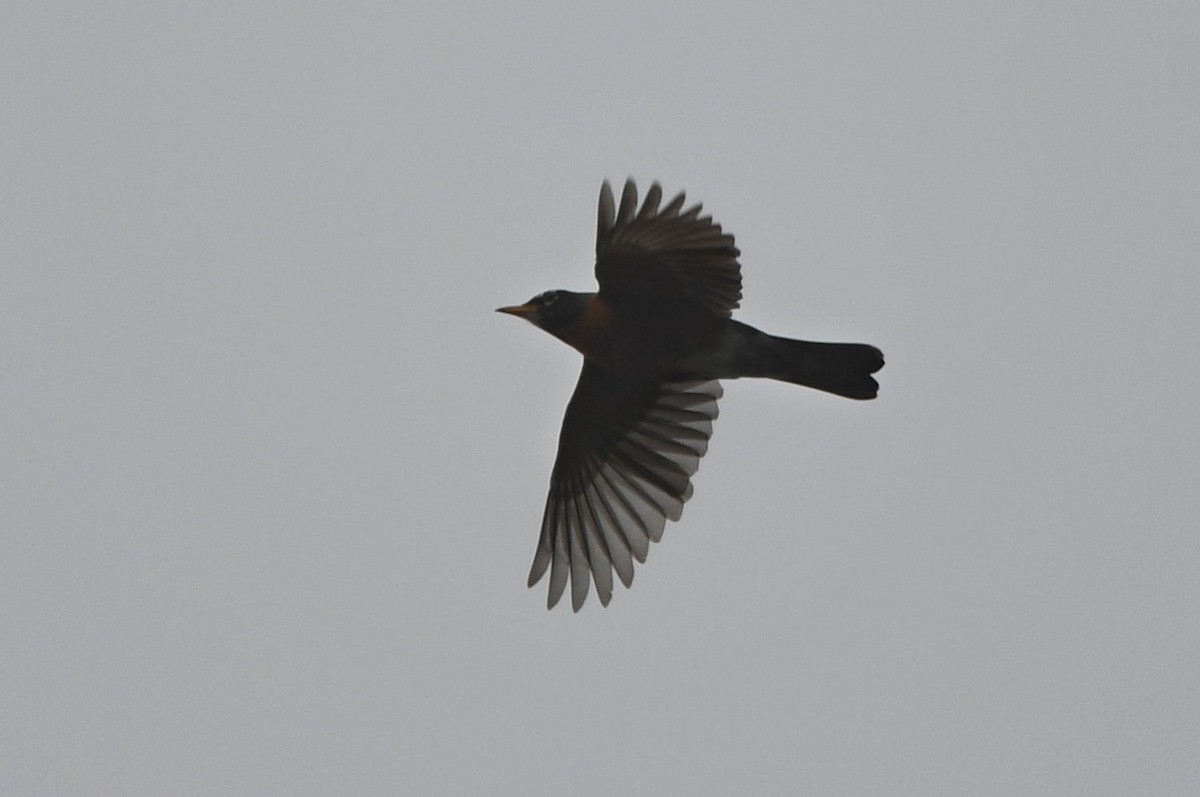 American Robin - ML647481315