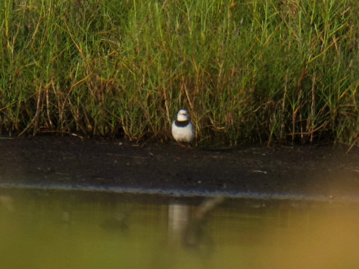 White-fronted Chat - ML647481321