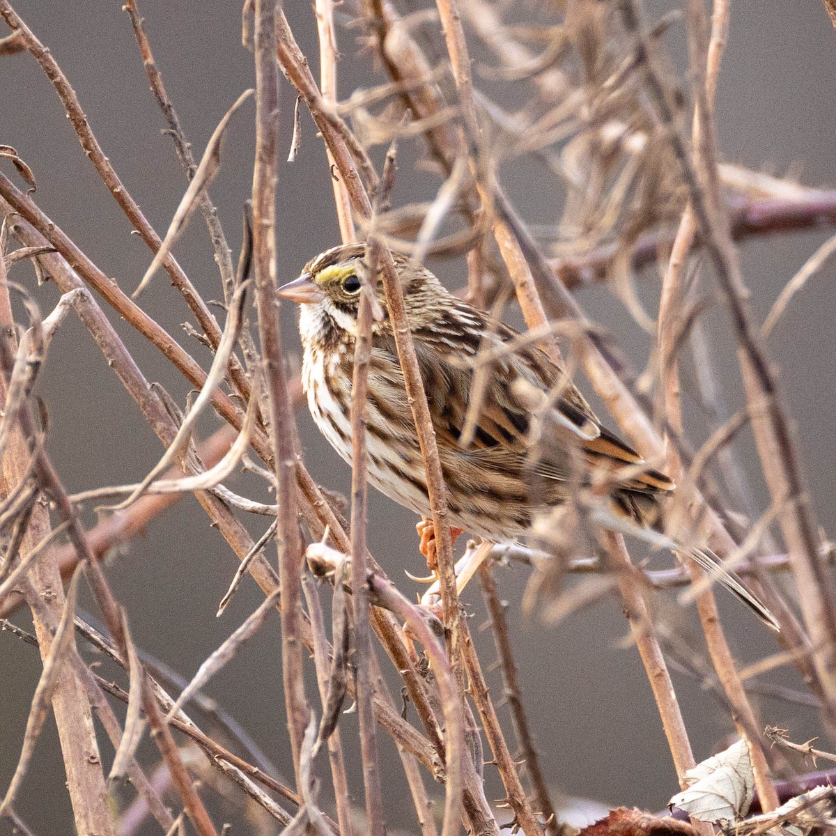 Пасовник савановий - ML647481347