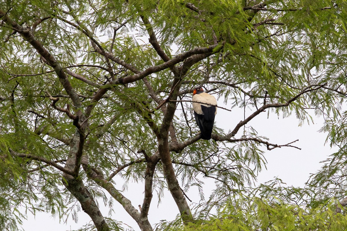 King Vulture - ML647481349