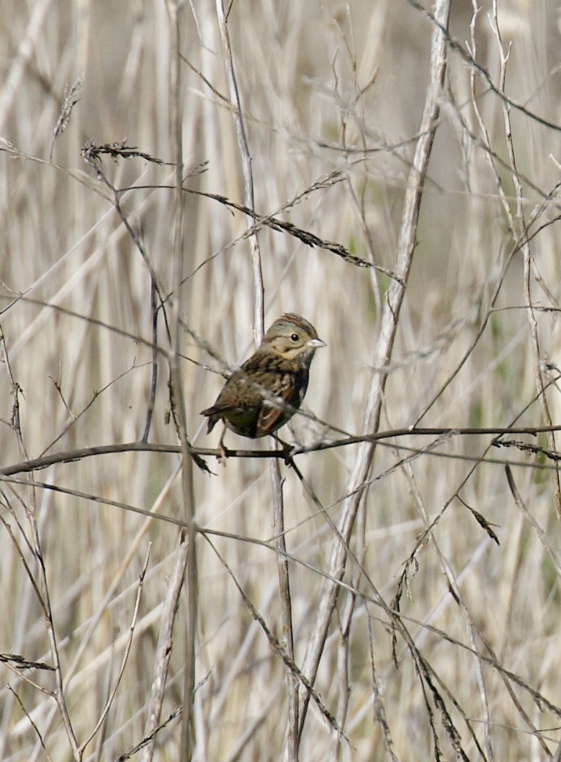 Lincoln's Sparrow - ML647481357