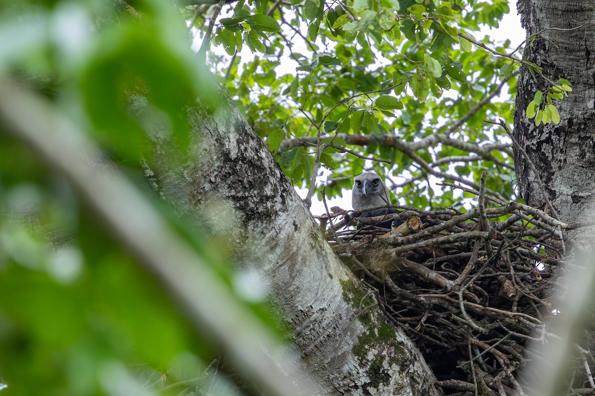 Harpy Eagle - ML647481369