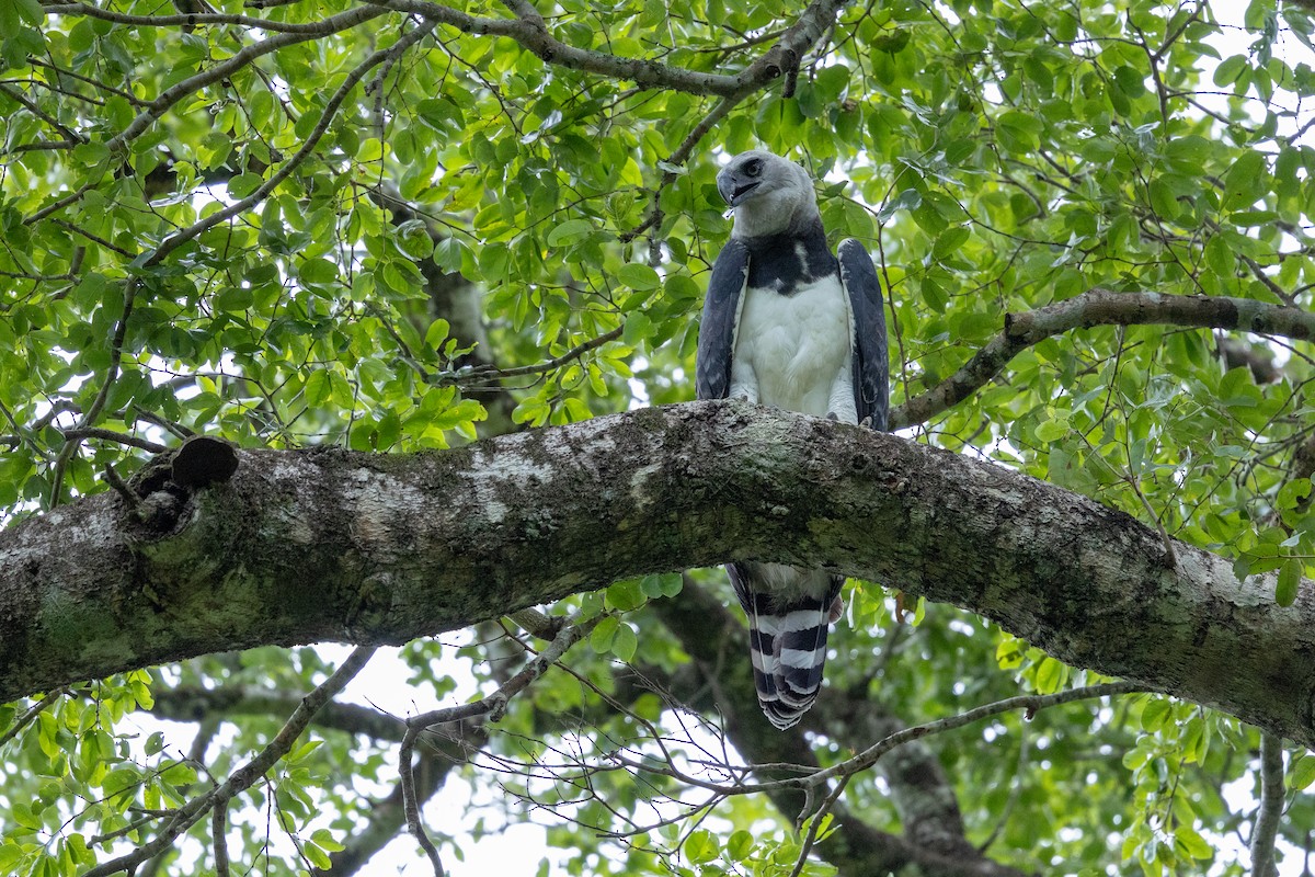 Harpy Eagle - ML647481370