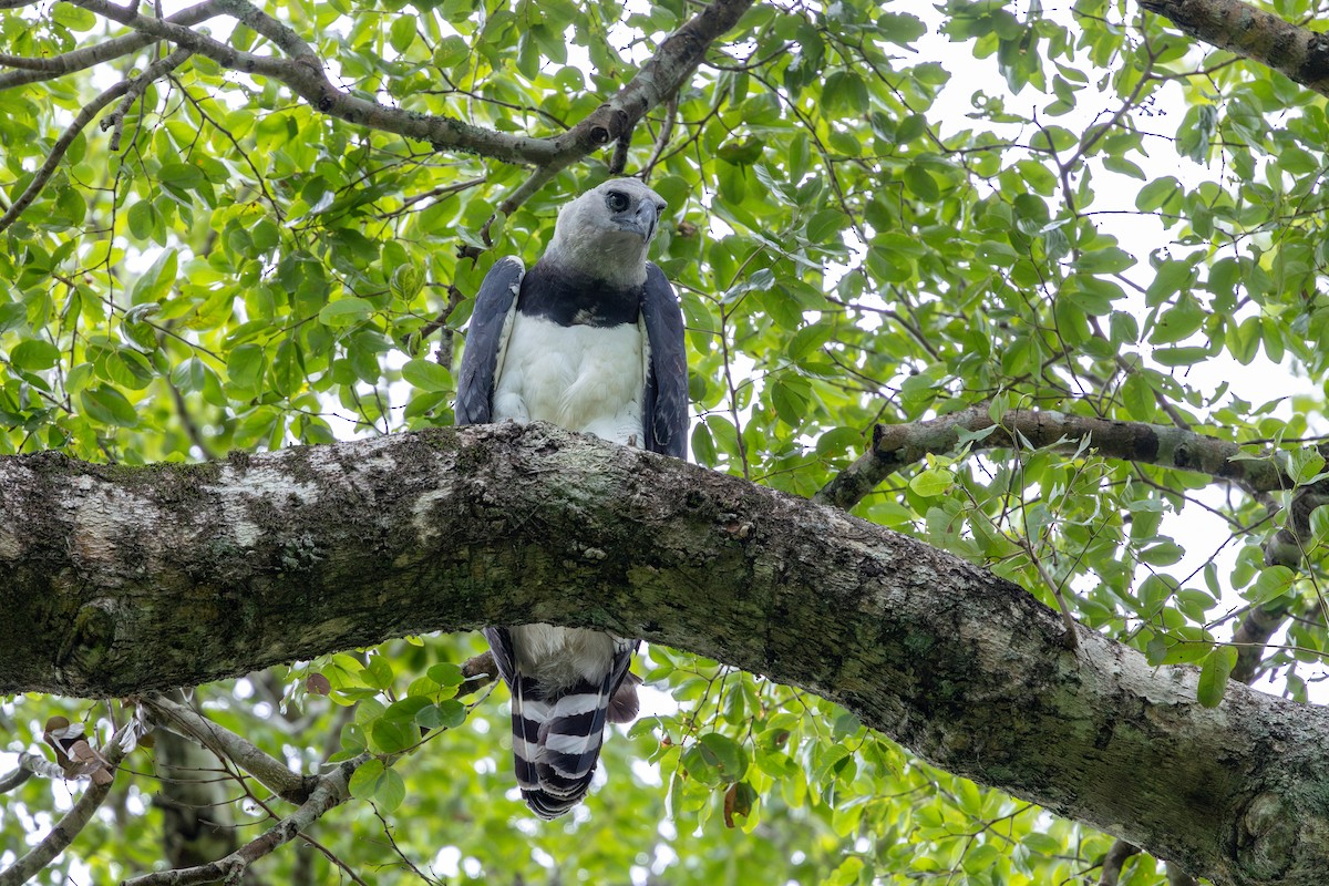 Harpy Eagle - ML647481371