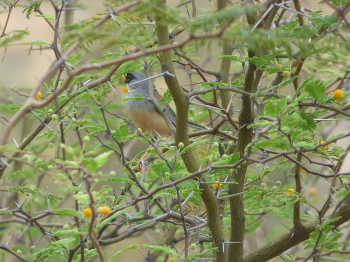 Buff-bridled Inca-Finch - ML647481372