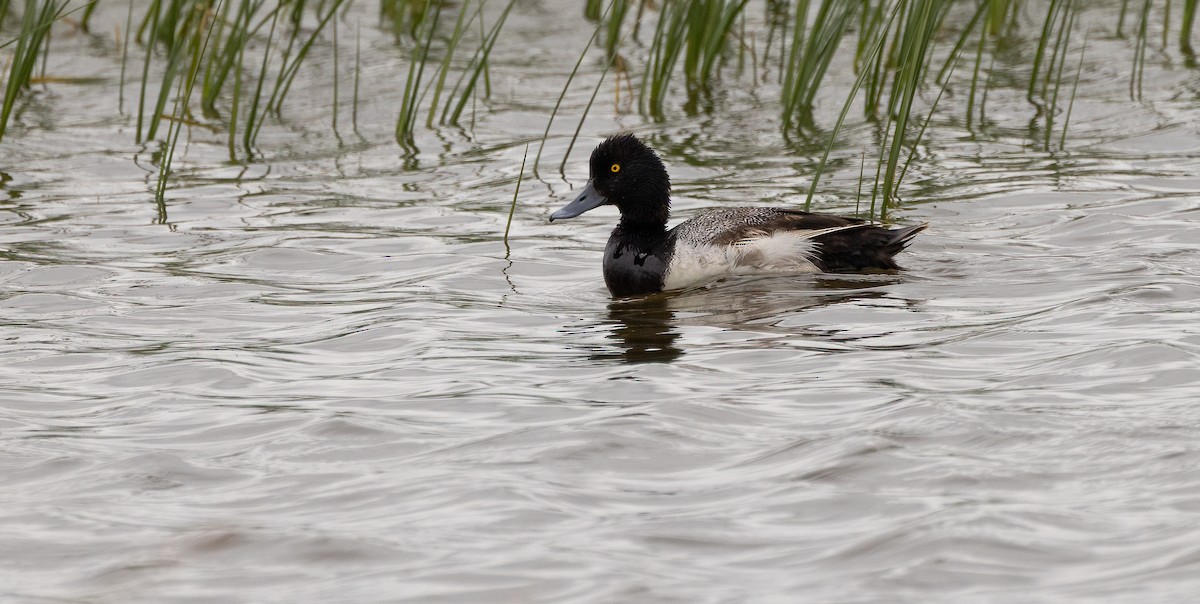 Lesser Scaup - ML647481387