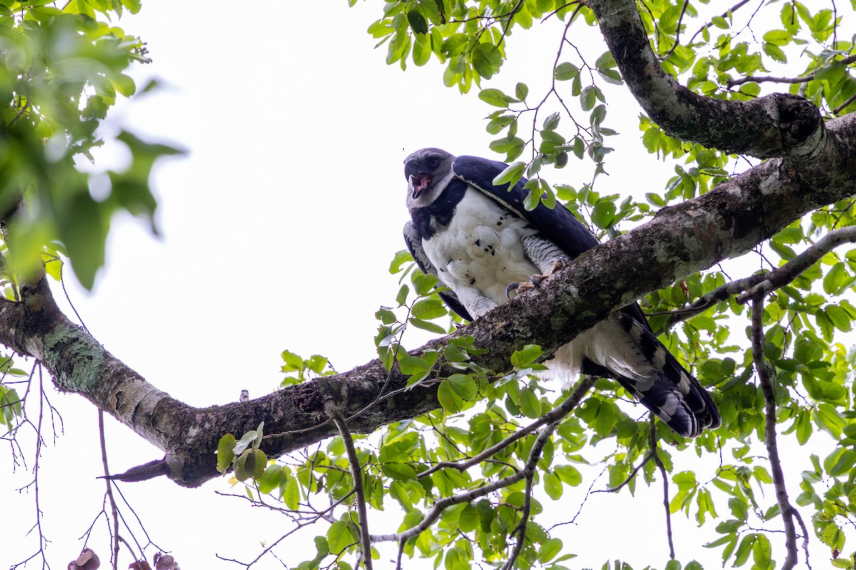 Harpy Eagle - ML647481388