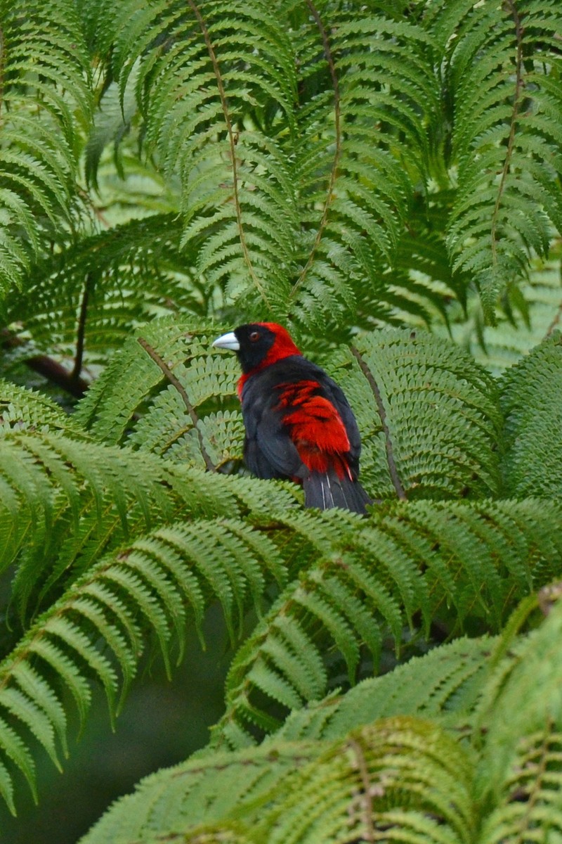 Crimson-collared Tanager - ML647481390