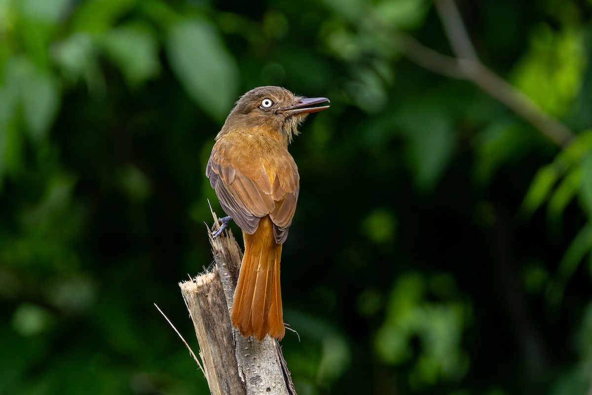 Dull-capped Attila - ML647481407