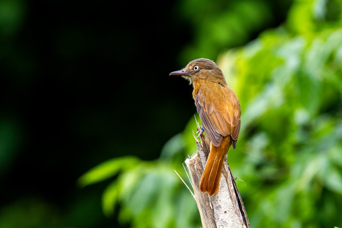 Dull-capped Attila - ML647481408