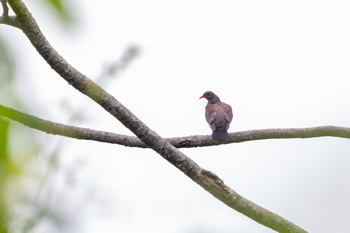 Scaled Pigeon - ML647481411
