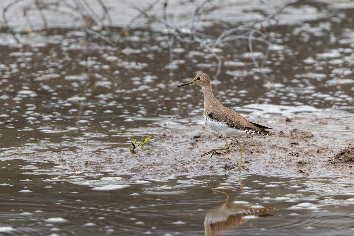 Solitary Sandpiper - ML647481439