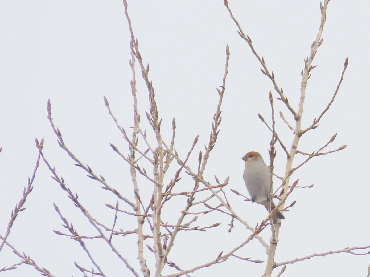 Hakengimpel - ML647481440