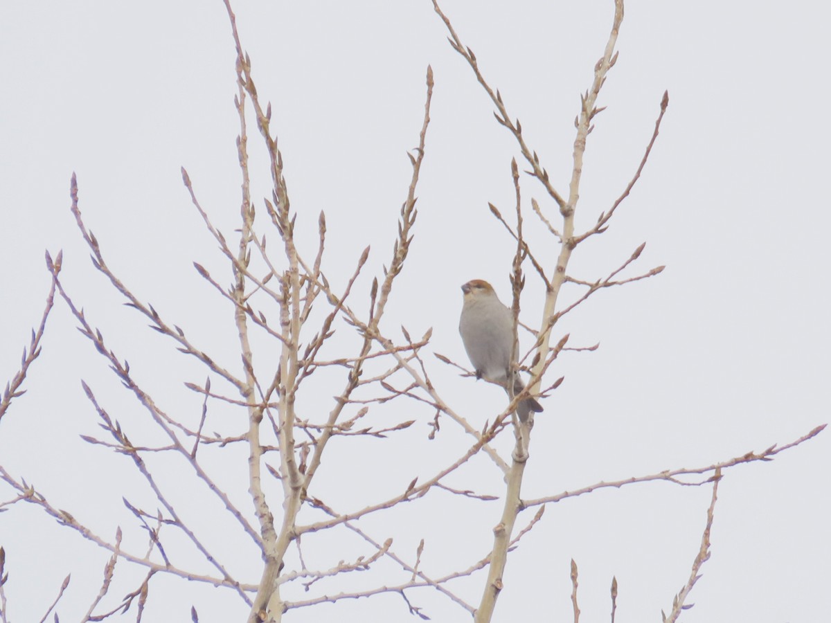 Hakengimpel - ML647481441