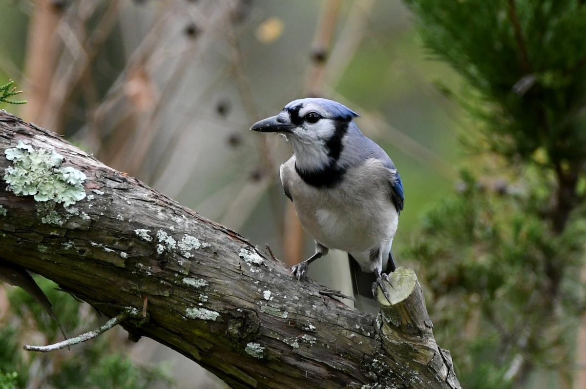 Blue Jay - ML647481475