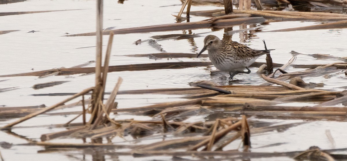 Weißbürzel-Strandläufer - ML647481506