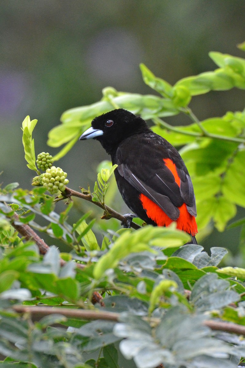 Scarlet-rumped Tanager - ML647481510