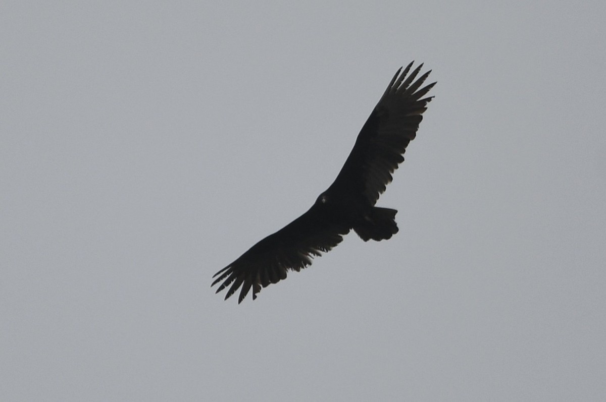 Turkey Vulture - ML647481520