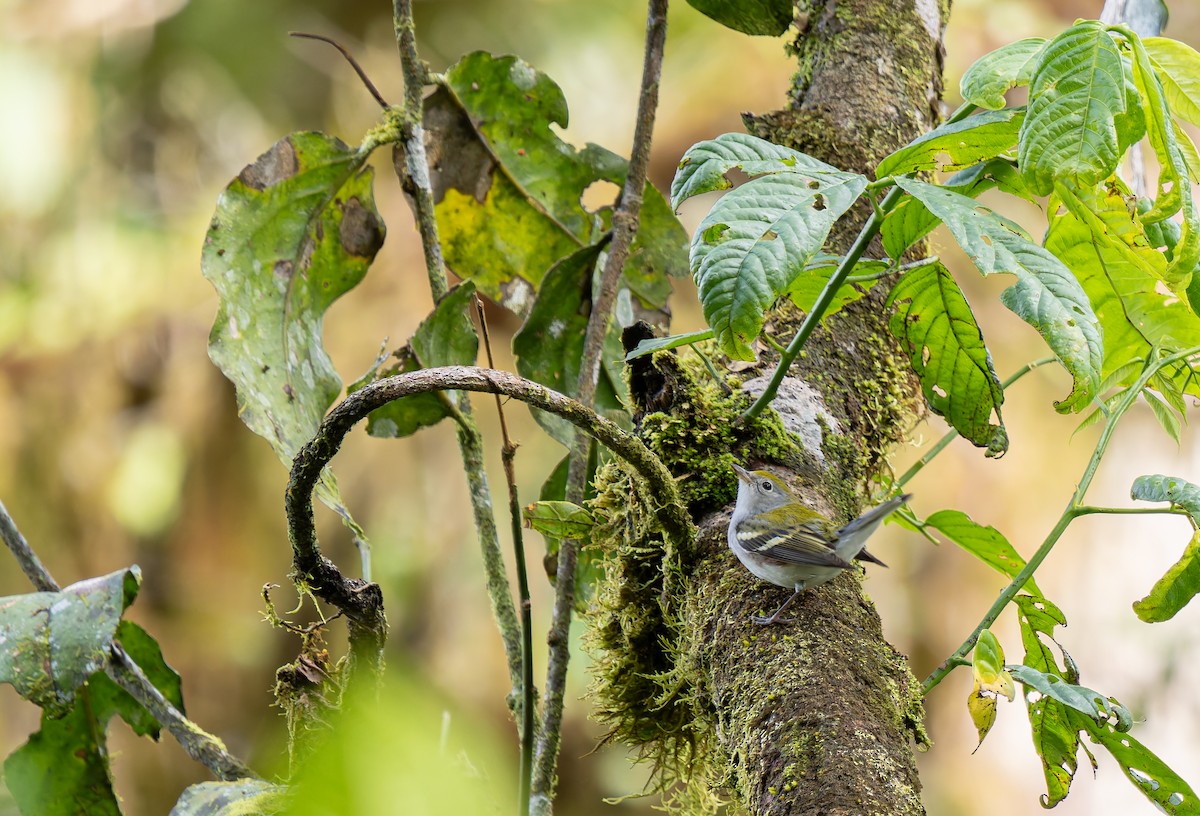 Chestnut-sided Warbler - ML647481526
