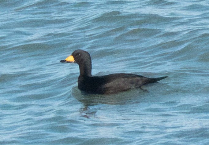 Pazifiktrauerente - ML647481538