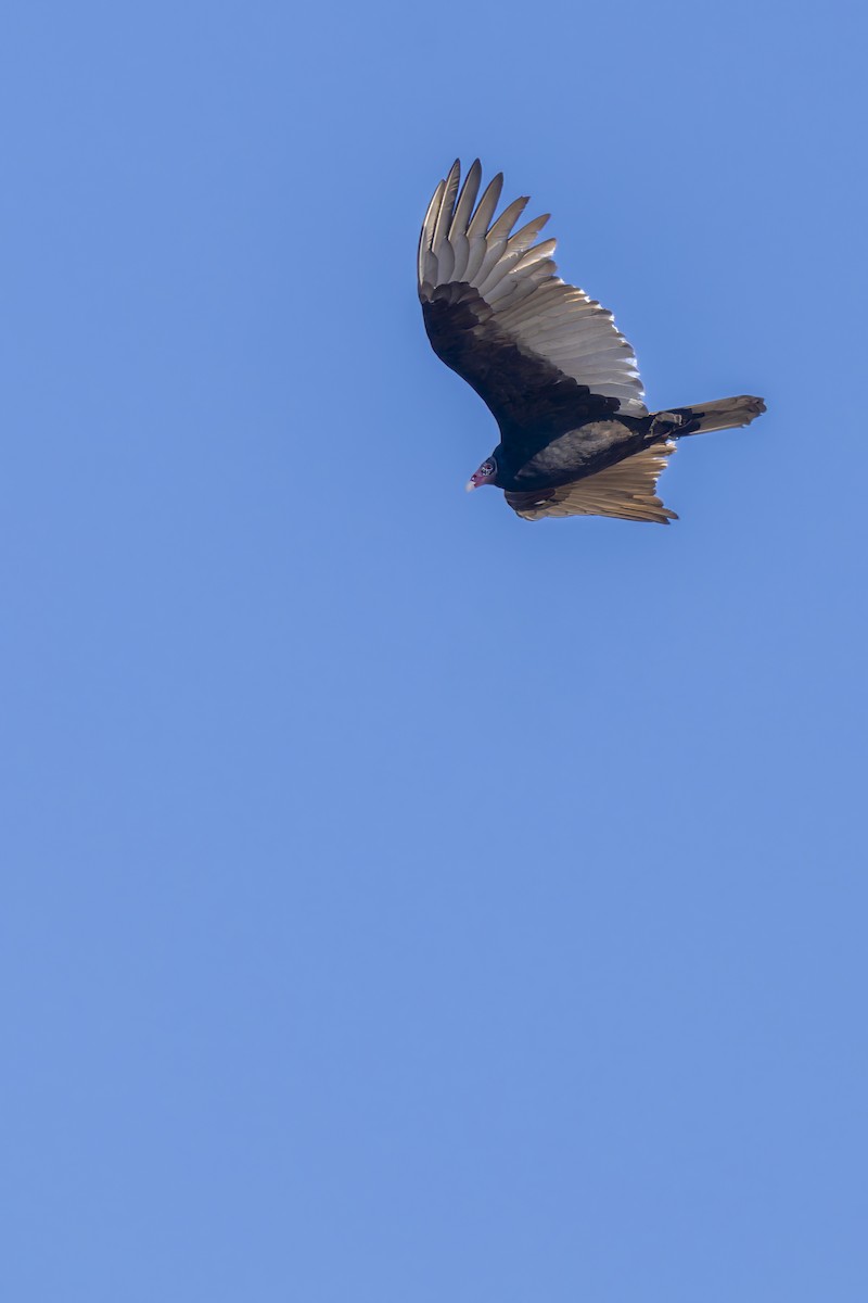 Turkey Vulture - ML647481539