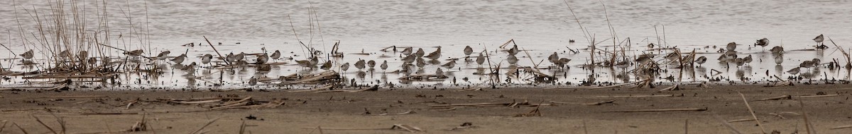 Weißbürzel-Strandläufer - ML647481540