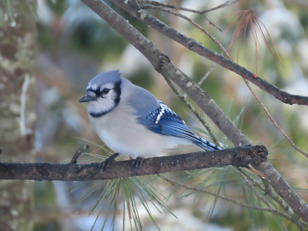 Blue Jay - ML647481545